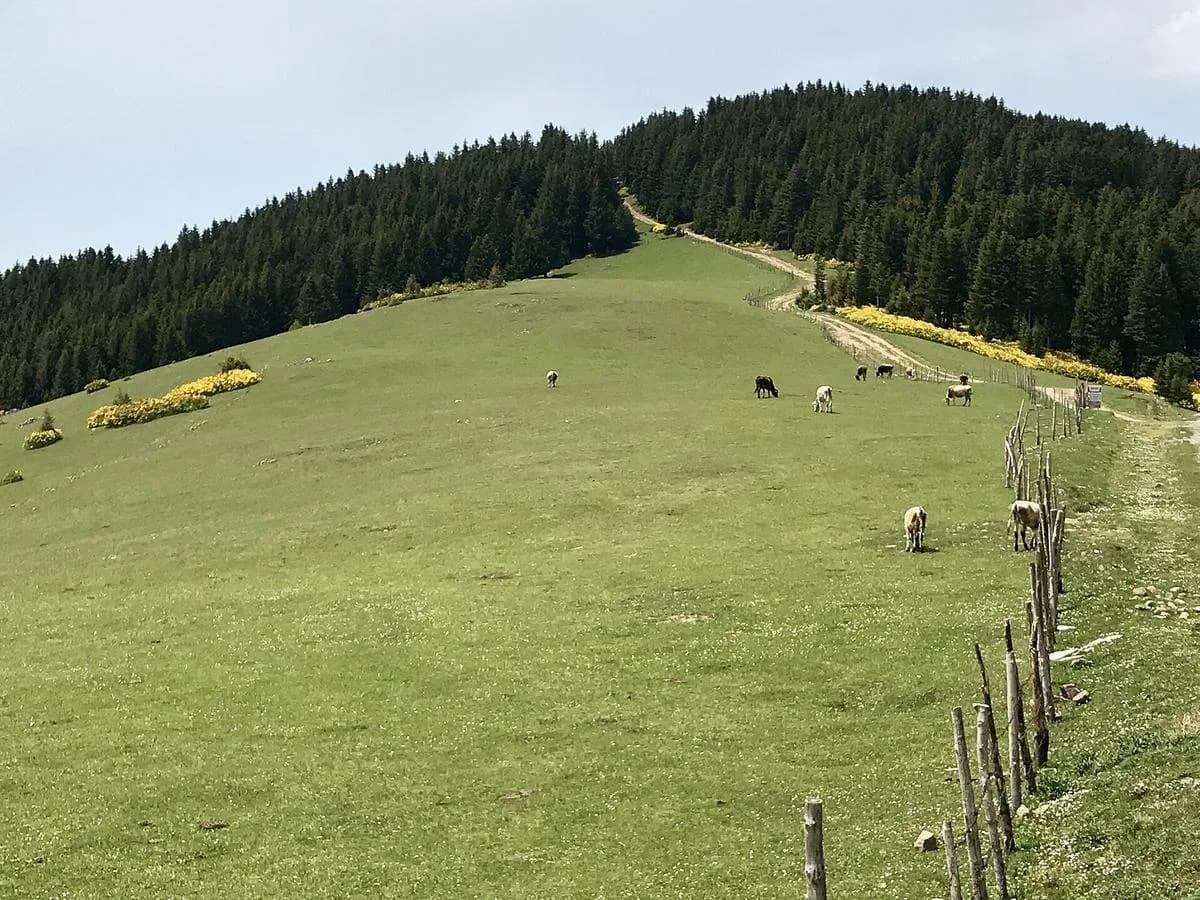 Kümbet Yaylası, Giresun