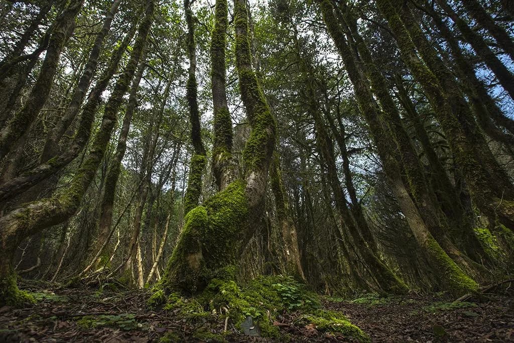 Fırtına Vadisi, Rize